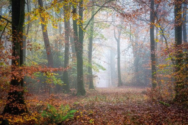 Explore Fall Foliage